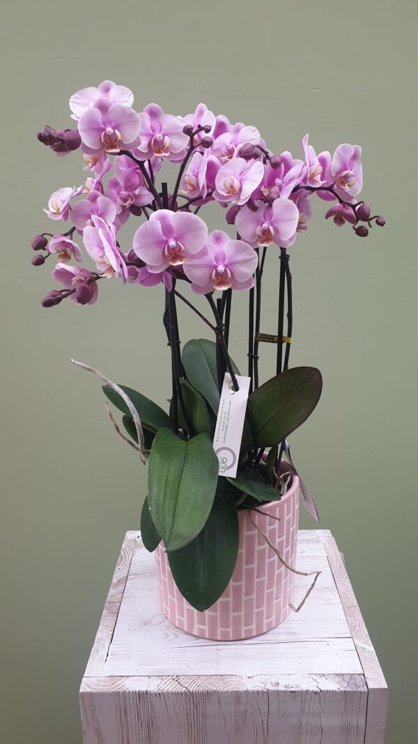 Bellisimo orchidee roze