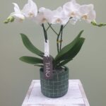 Groene pot +&euro;&nbsp;7,40