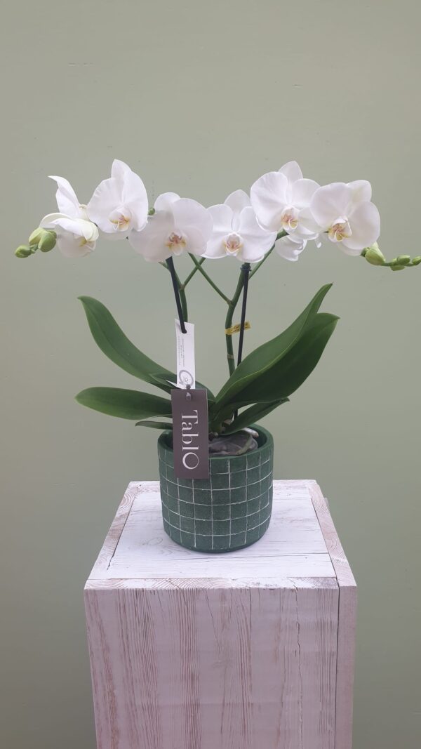 Tablo orchidee wit