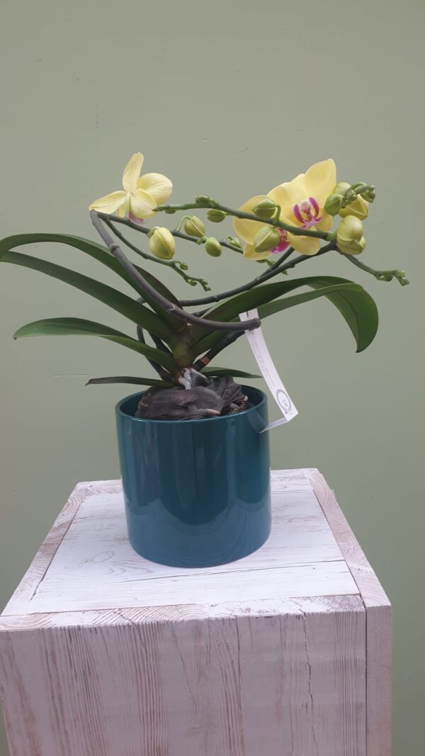 Twister orchidee geel